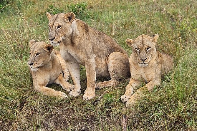 Nairobi National Park Game Drive With Free Pick Up Group Joining - Key Things That Make This Tour Worth Your Time