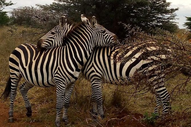 Nairobi National Park Game Drive With Free Pick Up Group Joining - What to Expect During the David Sheldrick Wildlife Trust Visit