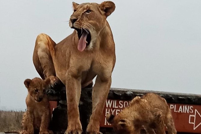 Nairobi National Park Game Drive With Free Pick Up Group Joining - Price and Value: Getting a Real Safari for $46