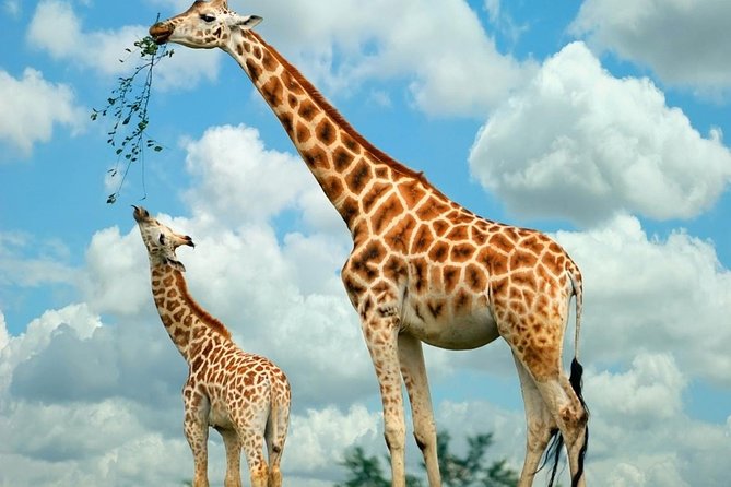 Nairobi National Park, Giraffe Center and Elephant Orphanage Day Tour from Nairobi - Nairobi National Park game drive: where the city turns wilder