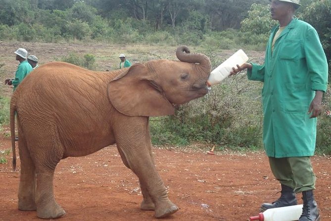 Nairobi National Park, Giraffe Center and Elephant Orphanage Day Tour from Nairobi - Hotel pickup to open-roof van: the transport that actually affects the experience