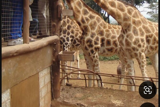 Nairobi National Park Giraffe Center Carnivore Lunch - Wild Safari Minutes from Nairobi’s Skyline