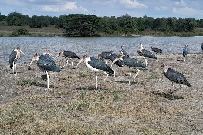 Nairobi National Park Giraffe Center Carnivore Lunch - Tips to Make the Day Go Smoothly