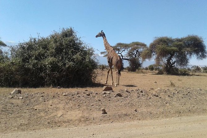 Nairobi National Park, Giraffe Center & Karen Blixen Museum - Who should book this tour, and who might prefer something else