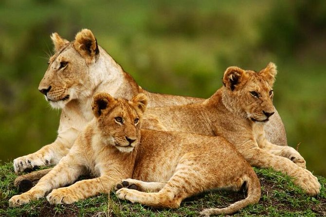 Nairobi National Park, Giraffe Center & Karen Blixen Museum - Karen Blixen Museum versus Bomas of Kenya: pick your vibe