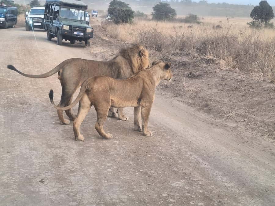 Nairobi National Park,Giraffe Center,Orpanage&Karen Blixxen - Key things you should know before you go