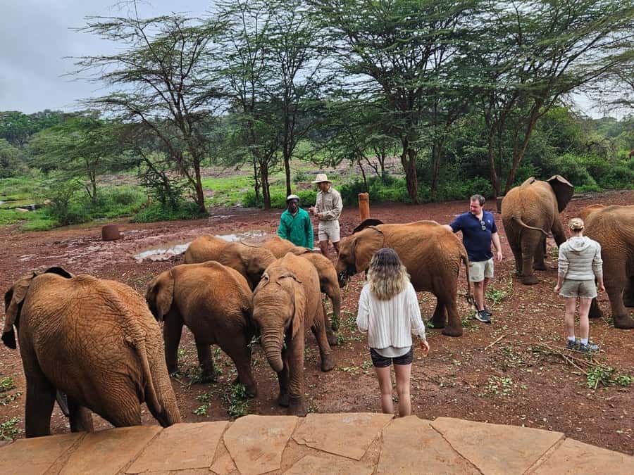 Nairobi National Park,Giraffe Center,Orpanage&Karen Blixxen - Nairobi National Park safari drive: where the day starts strong