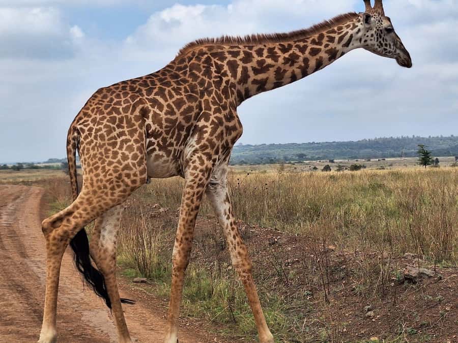 Nairobi National Park,Giraffe Center,Orpanage&Karen Blixxen - Bomas of Kenya: songs and dances tied to Kenya’s ethnic groups