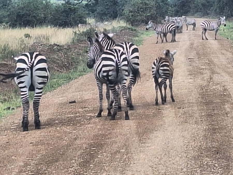 Nairobi National Park,Giraffe Center,Orpanage&Karen Blixxen - Price and logistics: is $80 per person good value?