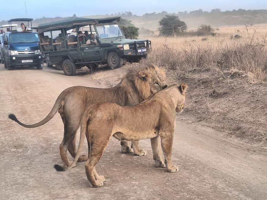Nairobi National Park,Giraffe Center,Orpanage&Karen Blixxen - Who this day tour is best for