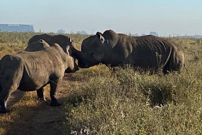 Nairobi National Park,Giraffe Centre, Karen Blixen Museum. - Karen Blixen Museum: A Cultural Pause Between Animal Stops