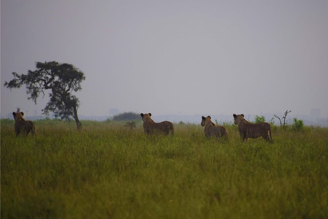 Nairobi National Park,Giraffe Centre, Karen Blixen Museum. - How This Day Fits Your Travel Style