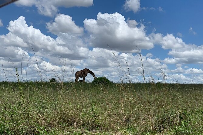 Nairobi National Park,Giraffe Centre, Karen Blixen Museum. - What to Watch Out For on a Packed, Time-Driven Schedule