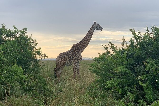 Nairobi National Park,Giraffe Centre, Karen Blixen Museum. - Should You Book This Nairobi Highlights Day?
