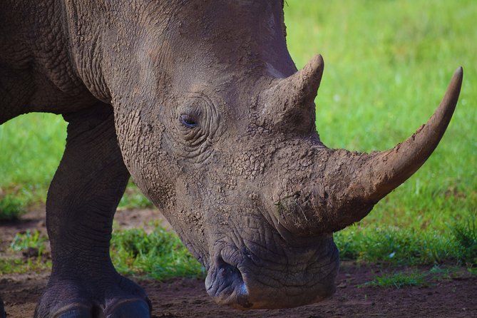 Nairobi National Park,Giraffe Centre, Karen Blixen Museum. - Nairobi National Park Game Drive: Best Time, Best Chances