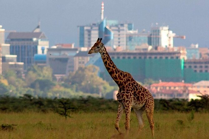 Nairobi National Park Group Shared Tour - Pickup, ride comfort, and how the shared tour stays practical