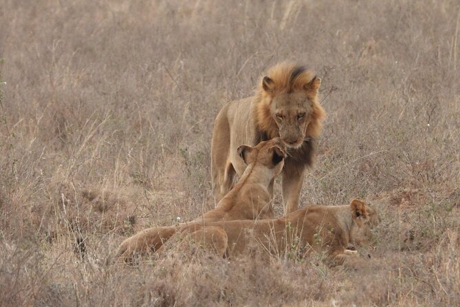 Nairobi National Park Group Shared Tour - What you can realistically expect in four hours: animals, birds, and Big Five odds