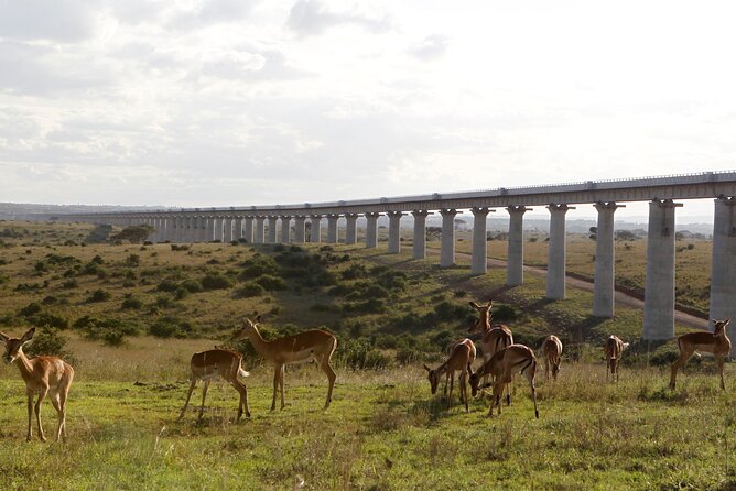 Nairobi National Park Group Shared Tour - Shared-tour pace, comfort, and photo tips that fit this specific drive