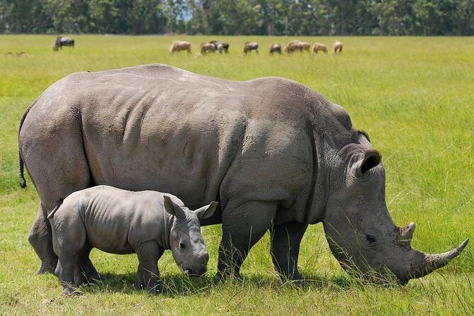 Nairobi National Park Group Shared Tour - Price and logistics: how the $44 tour fee and $43 park entry fee work together