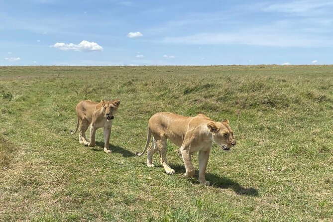 Nairobi National Park Group Shared Tour - Who should book this Nairobi shared park tour?