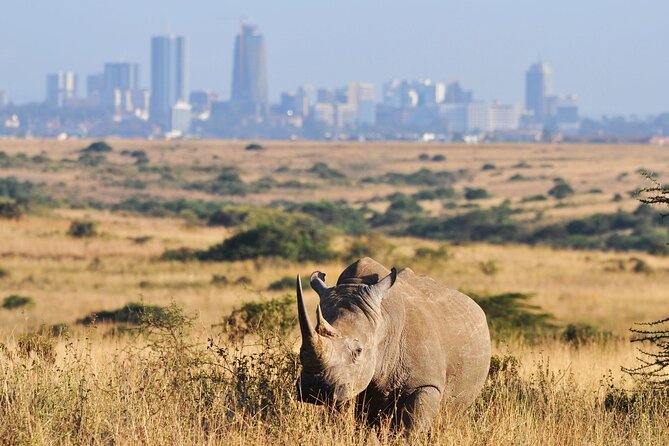 Nairobi National Park Group Shared Tour - The Nairobi National Park game drive: skyline, savannah, and a river with action