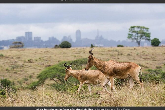Nairobi National Park Group Tour - How the group tour feels: guide time, hotel pickup, and comfort