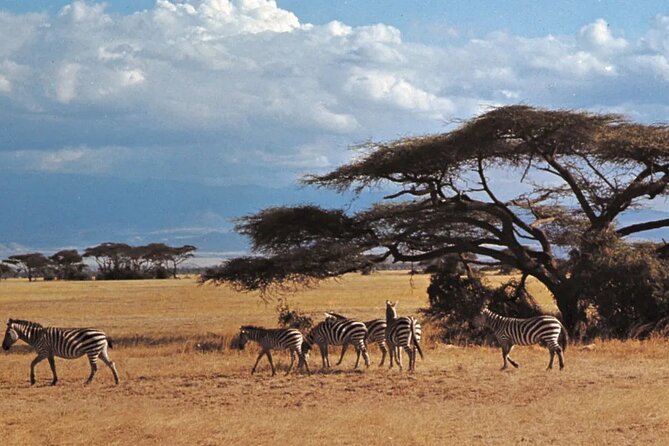 Nairobi National Park Group Tour - Wildlife expectations: what to aim for, and how to set your mindset