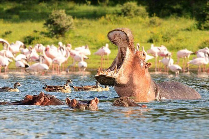 Nairobi National Park Group Tour - Should you book this Nairobi National Park group tour?