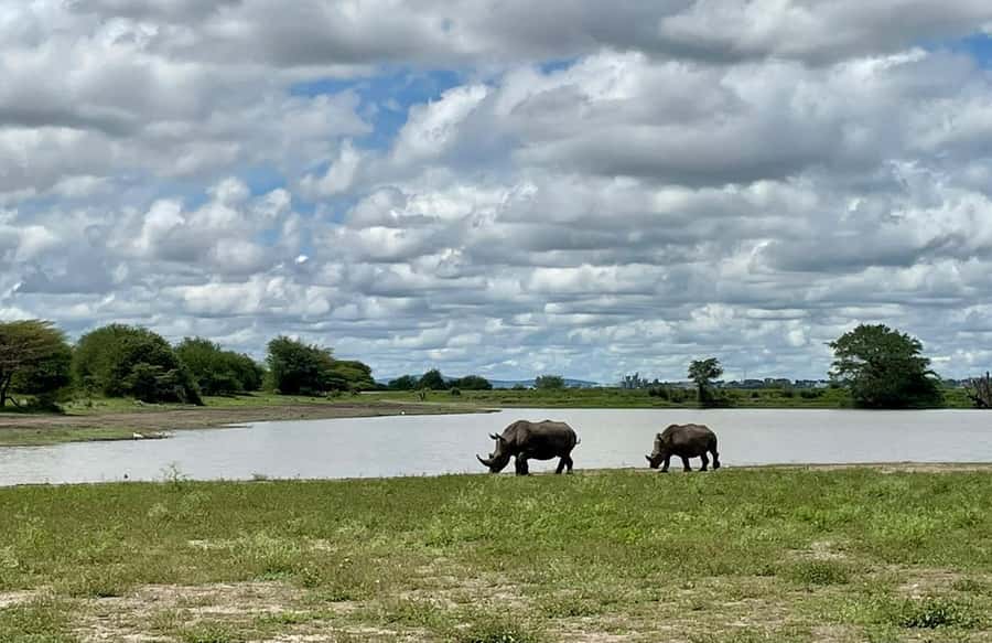 Nairobi National Park Group Tour. - Who This Nairobi Safari Fits Best (and Who Might Want Another Option)