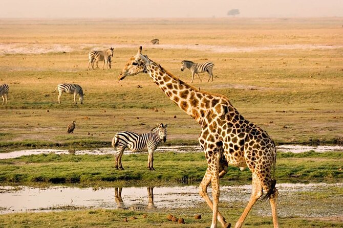 Nairobi National Park Group Tour. - Pickup and Gate Check-In: The 7 km Advantage