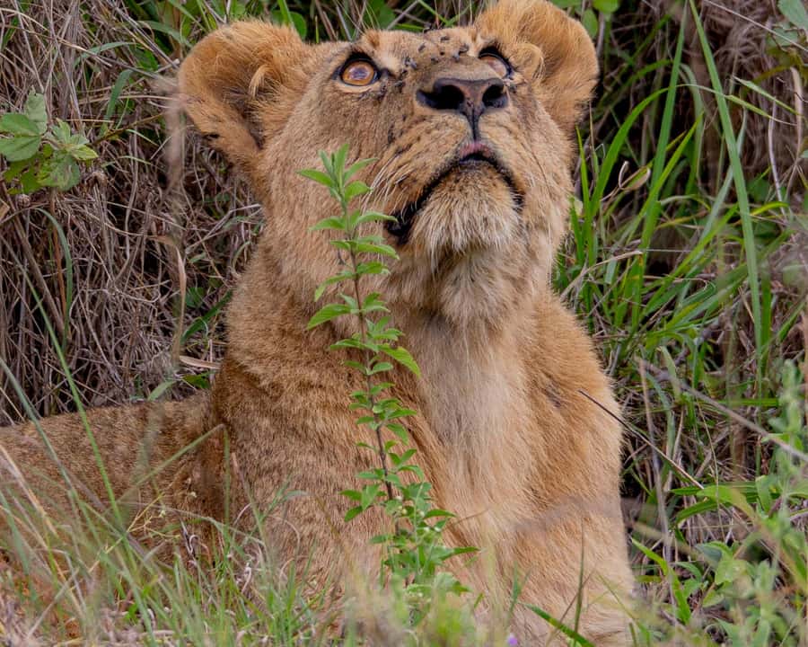Nairobi: National Park Guided Game Drive - Key highlights worth the money