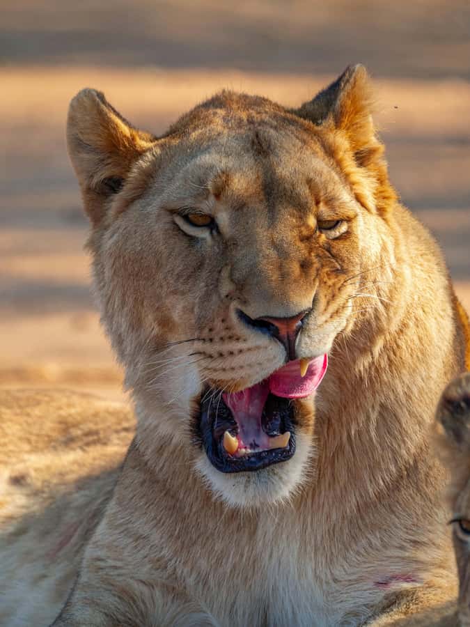 Nairobi: National Park Guided Game Drive - Entering the Park: Savannah Grasslands and Habitat Switching