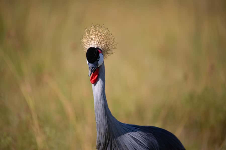 Nairobi: National Park Guided Game Drive - Wildlife Viewing That Feels Natural, Not Rushed