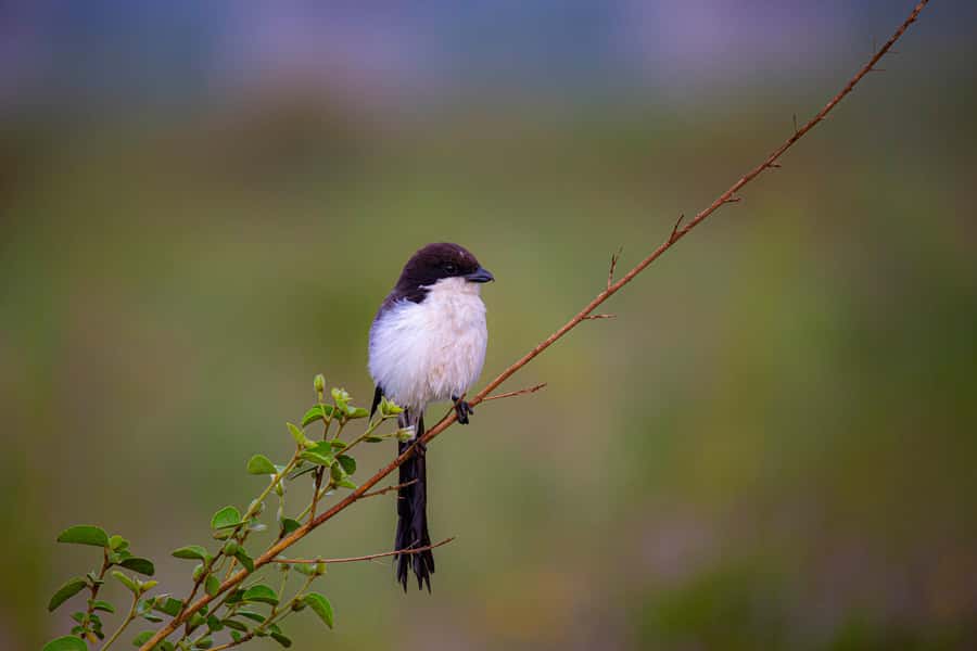 Nairobi: National Park Guided Game Drive - Your Guide Makes or Breaks the Safari