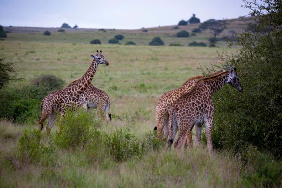 Nairobi: National Park Guided Game Drive - Photography Setup: Open-Roof Viewing Plus Free Pro Photos