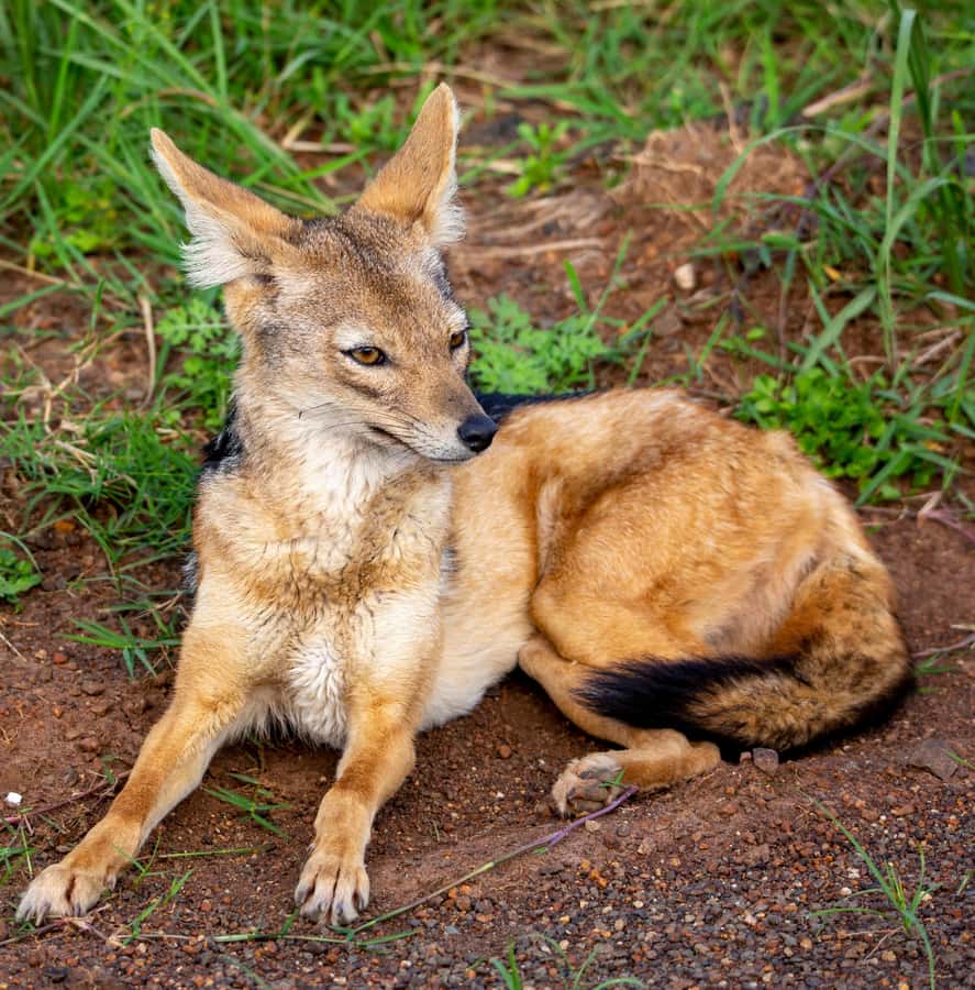 Nairobi: National Park Guided Game Drive - Itinerary in Plain Terms: What the Day Feels Like