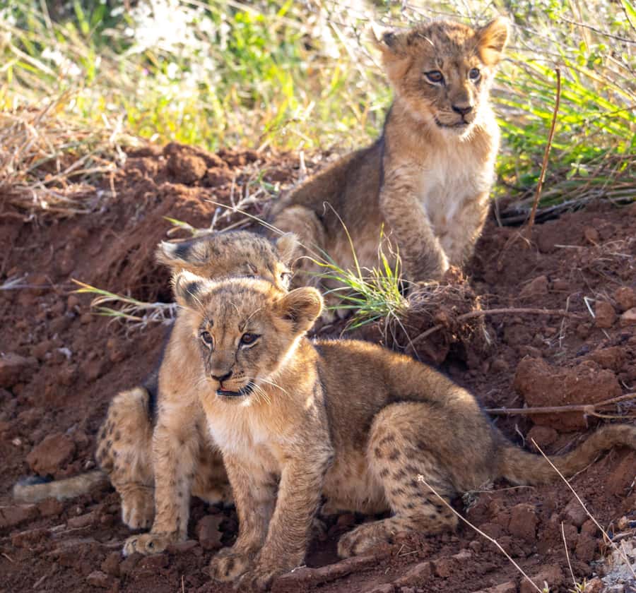 Nairobi: National Park Guided Game Drive For 5 Hours - Nairobi National Park in one sentence: safari next to the city