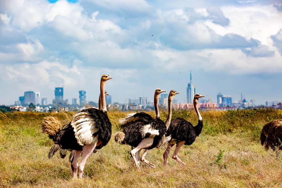 Nairobi: National Park Guided Game Drive For 5 Hours - Lions, rhinos, giraffes, zebras: your wildlife targets for the day