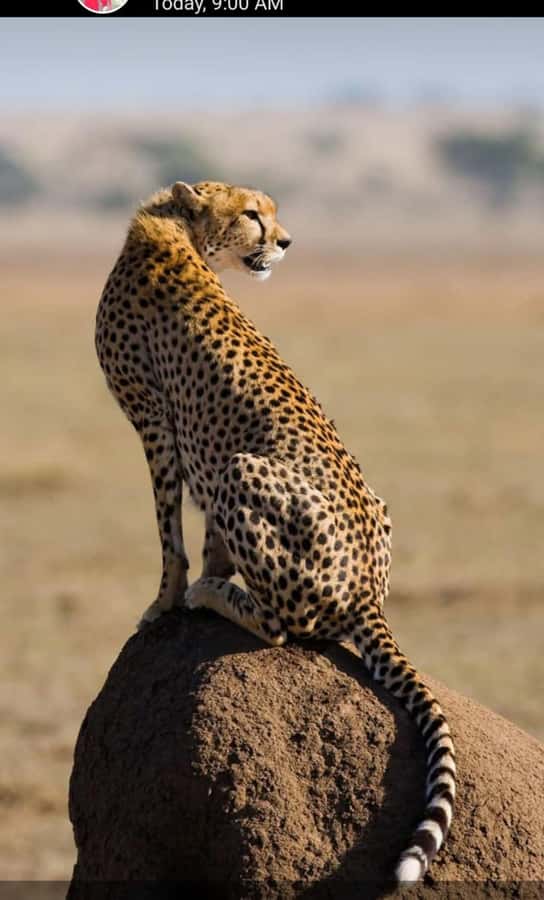 Nairobi: National Park Guided Game Drive For 5 Hours - Why the Nairobi skyline backdrop matters for photos