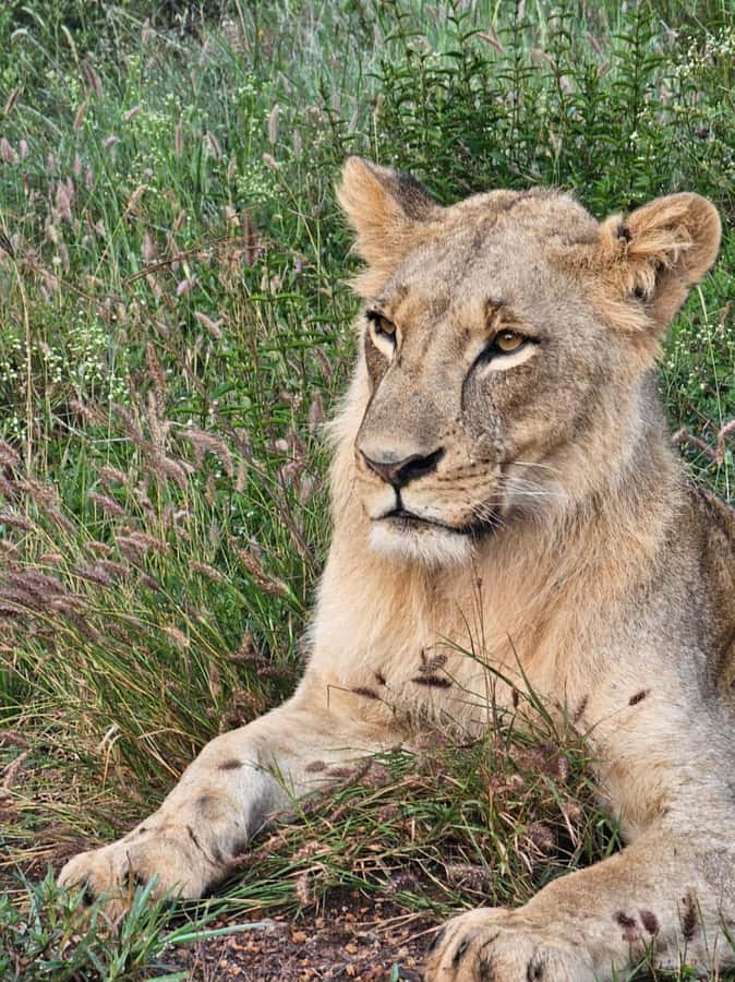 Nairobi: National Park Guided Game Drive For 5 Hours - Your guide and the value of local spotting skills