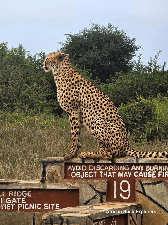 Nairobi: National Park Guided Game Drive For 5 Hours - Who this Nairobi National Park game drive is best for