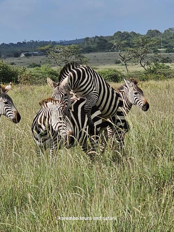Nairobi: National Park Guided Game Drive For 5 Hours - Price and value: $40 is the start, not the full bill