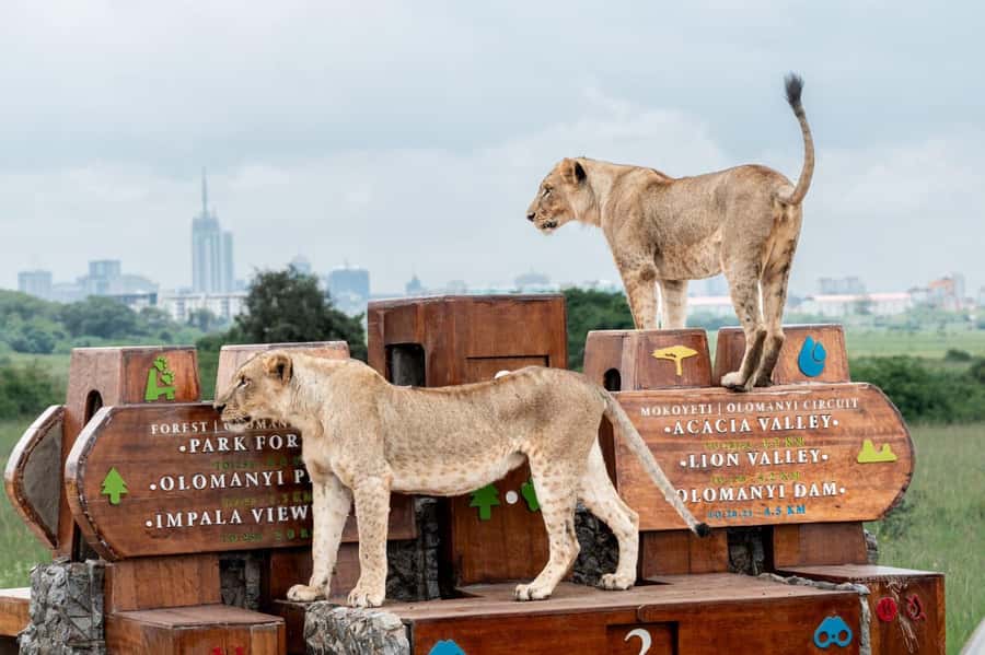 Nairobi: National Park Guided Game Drive For 5 Hours - 5 hours in a 4x4: how your 4x4 game drive actually feels