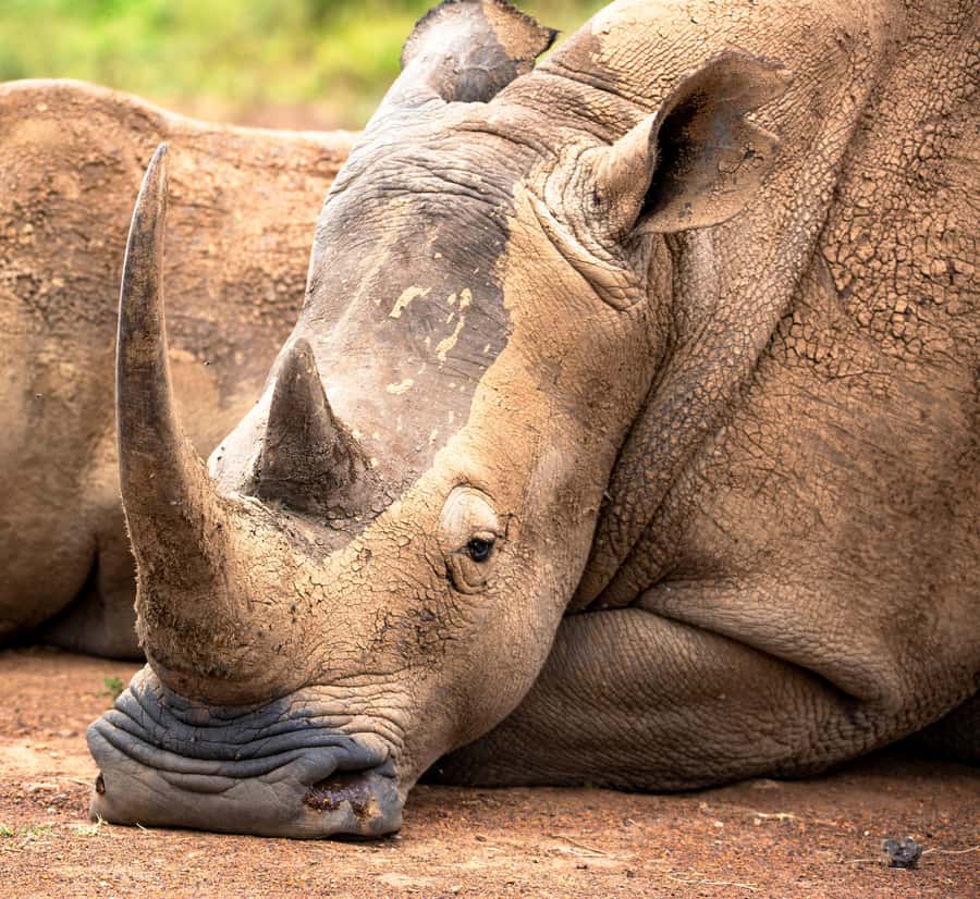 Nairobi: National Park Guided Game Drive - Getting There: Hotel Pickup, Van Ride, and Start Times