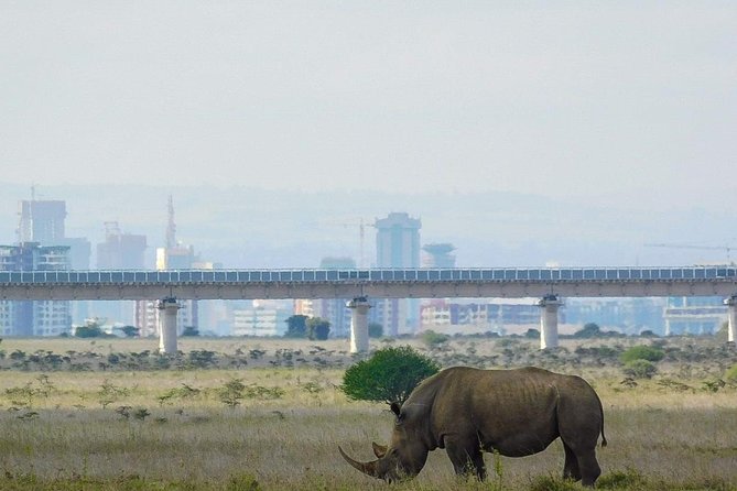 Nairobi National Park Guided Half Day Tour Game Drive- FREE WIFI - Nairobi National Park game drive from the city, not out in the middle of nowhere