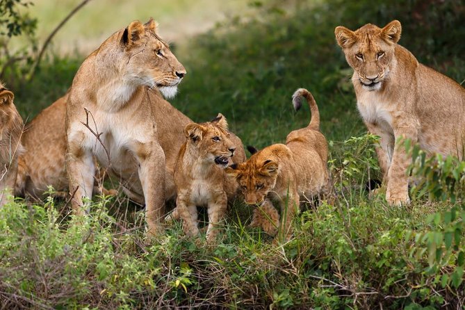 Nairobi National Park Guided Half Day Tour Game Drive- FREE WIFI - Nairobi Animal Orphanage: what the 1963 founding means for your visit