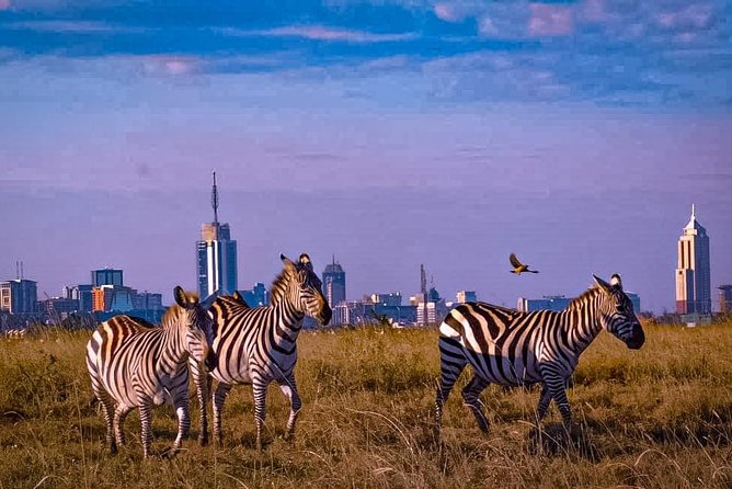 Nairobi National Park Guided Half Day Tour Game Drive- FREE WIFI - How the 5-hour timing works, including pickup and the lunch-to-afternoon flow