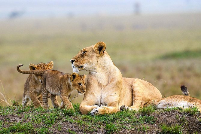 Nairobi National Park Guided Half Day Tour Game Drive- FREE WIFI - Price and value: what $52 covers, and what you must add