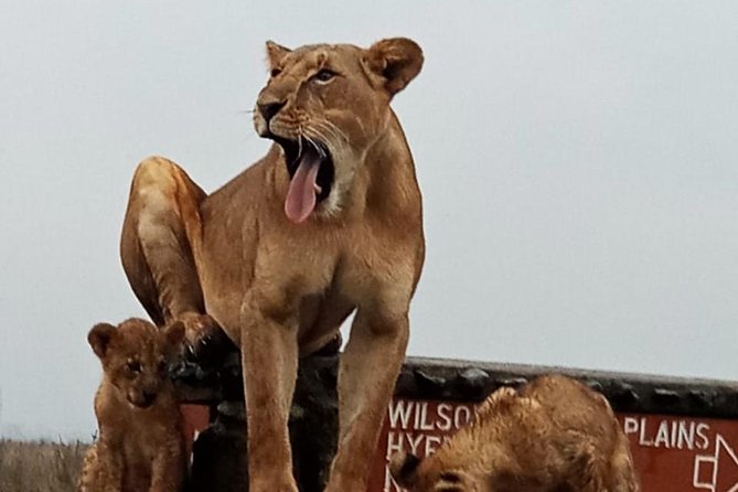 Nairobi National Park Guided Half Day Tour Game Drive- FREE WIFI - Who should book this safari, and who might want a different plan