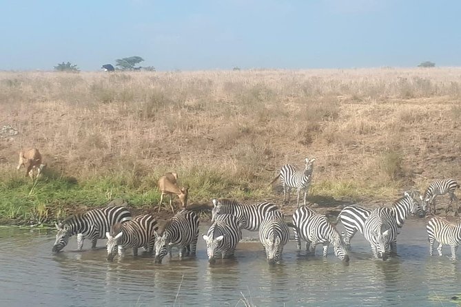 Nairobi National Park Guided Half Day Tour Game Drive- FREE WIFI - Practical tips so your game drive feels easy, not stressful